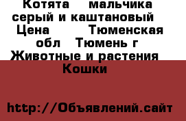 Котята, 2 мальчика (серый и каштановый) › Цена ­ 10 - Тюменская обл., Тюмень г. Животные и растения » Кошки   